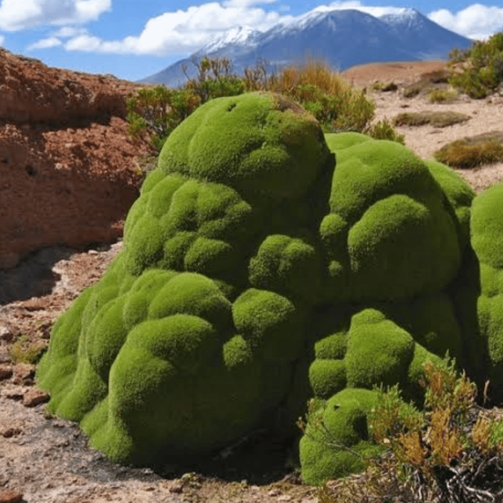 Flora del Parque Nacional Lauca: Tesoros Vegetales del Altiplano